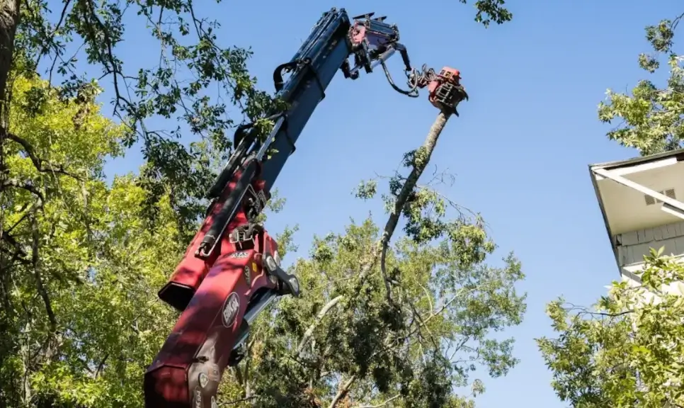 Ethics and Safety in Tree Care: Why They Define Professional Arboriculture
